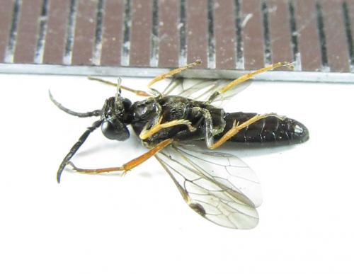 Emphytus cinctus