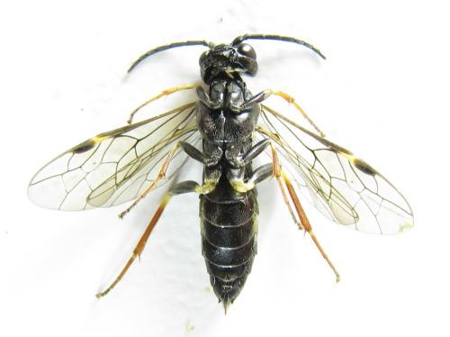 Emphytus cinctus