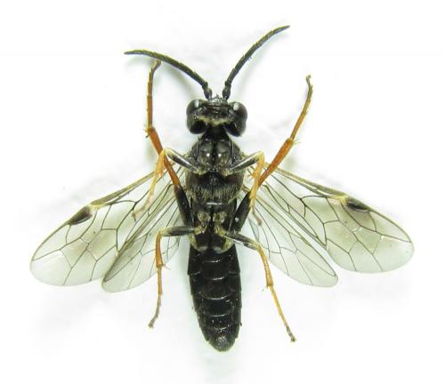 Emphytus cinctus