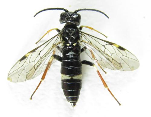 Emphytus cinctus
