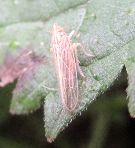 Réf. 219 669 : Stenocranus sp.