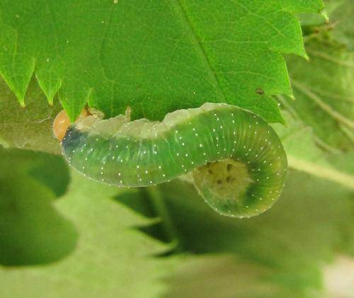 Emphytus cinctus