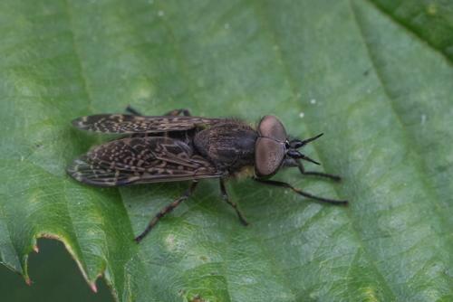 Haematopota pluvialis