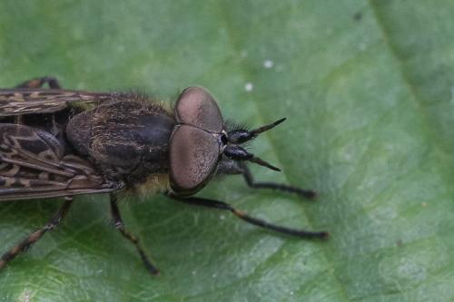 Haematopota pluvialis