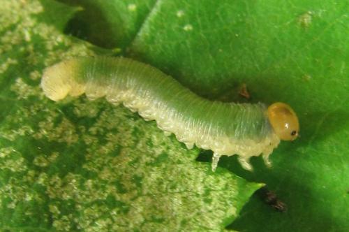 Emphytus cinctus