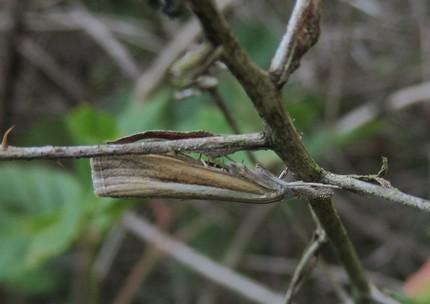 Réf. 219 685 : Agriphila selasella