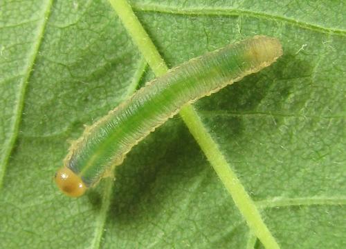 Emphytus cinctus