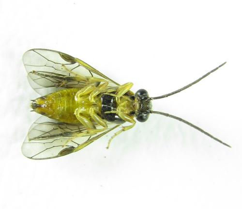 Réf. 219 960 : Pristiphora pallidiventris
