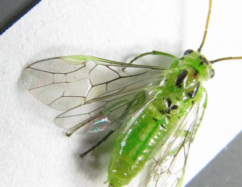 Euura bergmanni