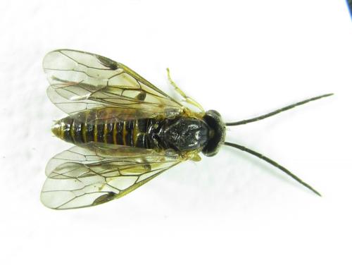 Réf. 219 959 : Pristiphora pallidiventris