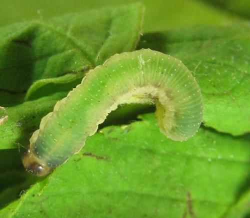 Emphytus cinctus