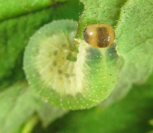 Emphytus cinctus