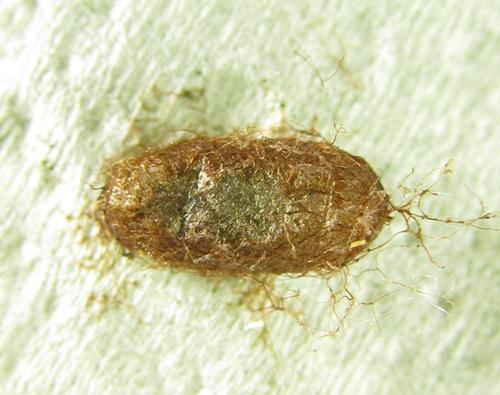 Réf. 219 958 : Pristiphora pallidiventris