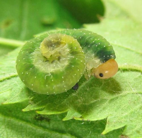 Emphytus cinctus