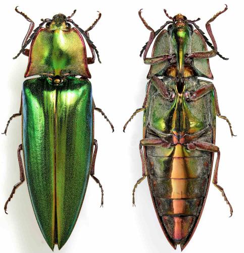 Campsosternus regalis