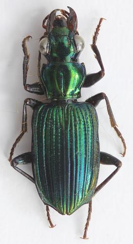 Catascopus facialis