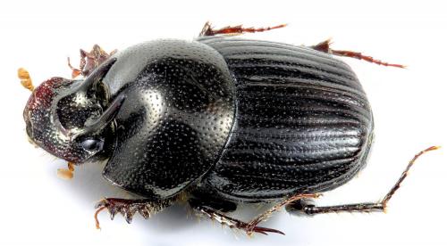 Onthophagus tragoides