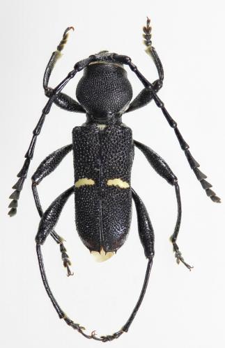 Réf. 219 765 : Epipedocera laticollis