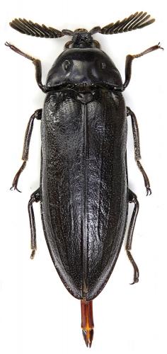 Callirhipis marmorea