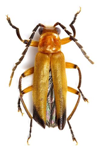 Mimopolemius atrocinctus