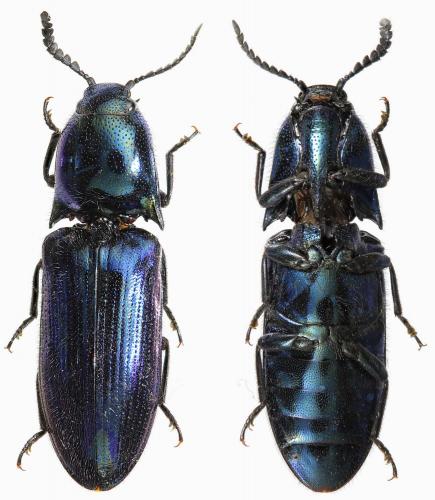Lampropsephus sp.