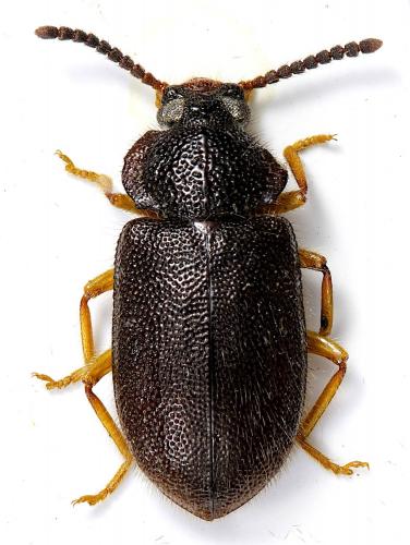 Réf. 219 160 : Anaedus forticornis