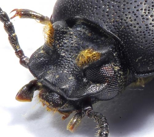 Réf. 219 595 : Toxicum sp.