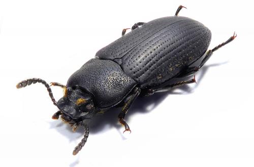 Réf. 219 594 : Toxicum sp.