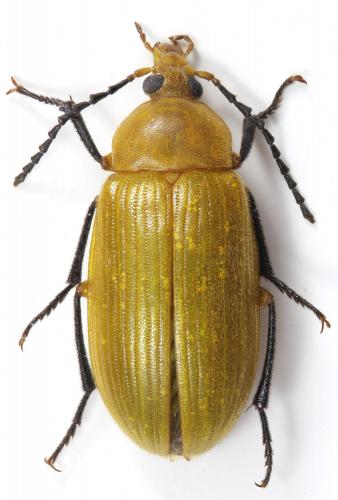 Réf. 219 668 : Cistelomorpha sp.