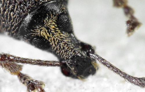 Otiorhynchus sp.