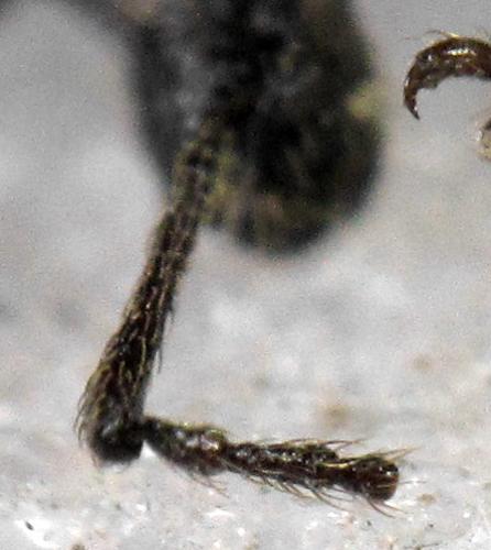Otiorhynchus sp.