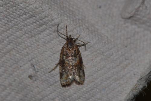 Réf. 219 249 : Argyrotaenia ljungiana