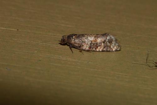 Réf. 219 250 : Argyrotaenia ljungiana