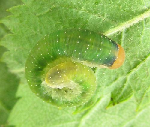 Emphytus cinctus