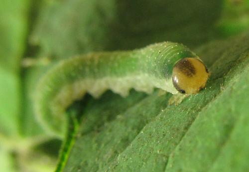 Emphytus cinctus