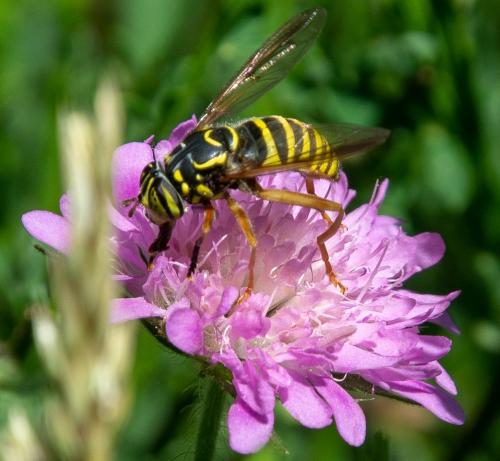 Réf. 219 022 : Spilomyia manicata