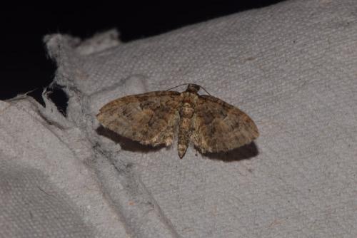 Eupithecia abbreviata