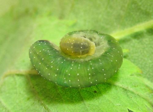 Emphytus cinctus