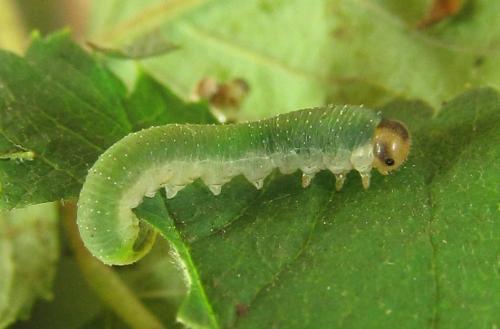 Emphytus cinctus