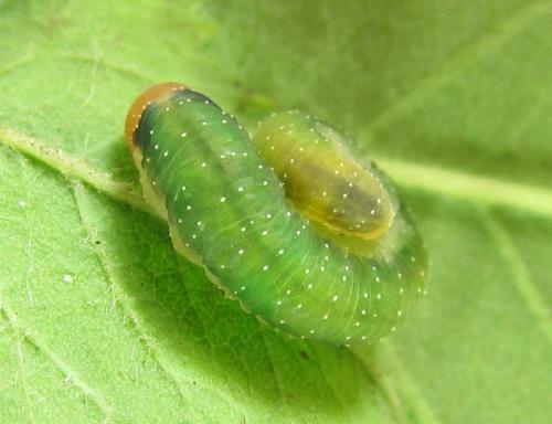 Emphytus cinctus