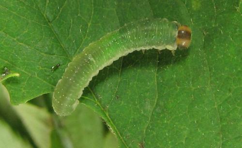 Emphytus cinctus