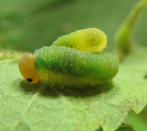 Emphytus cinctus