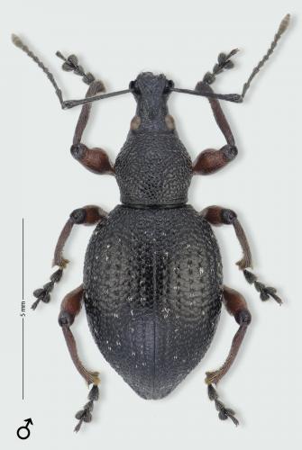 Otiorhynchus auropunctatus