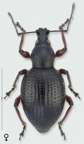Otiorhynchus auropunctatus