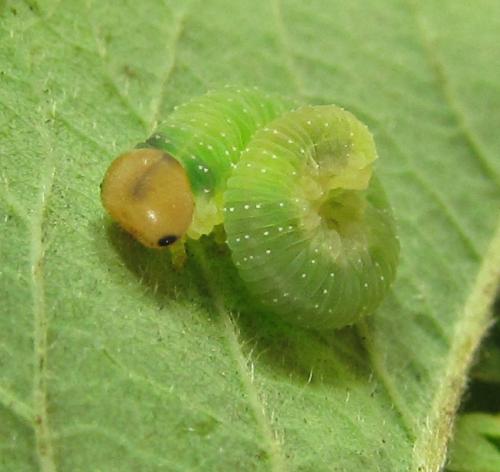 Emphytus cinctus
