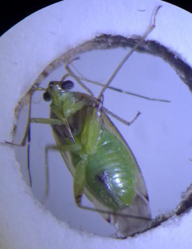Réf. 219 783 : Pinalitus cervinus