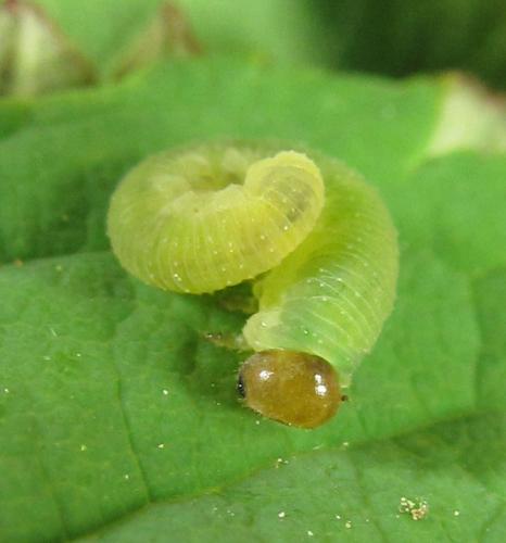 Emphytus cinctus
