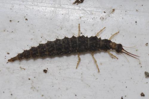 Osmylus fulvicephalus