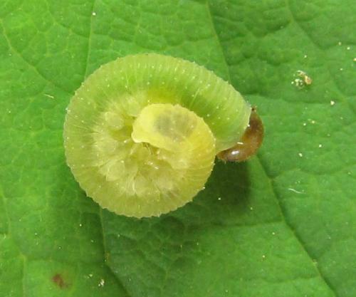 Emphytus cinctus