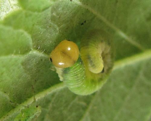 Emphytus cinctus
